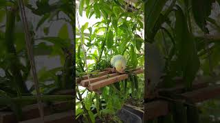 Baby parakeets learnt eating grains budgies budgiesparakeet budgieslovers [upl. by Mharba]