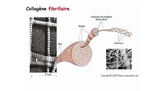 Cours de Cytologie amp Histologie  Dynamique des Interactions Membranaires et Pathologies Associées 1 [upl. by Nawiat]