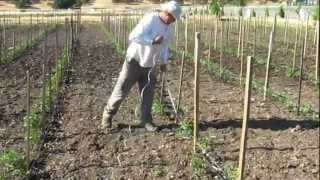 How to Tie and Stake Tomato Plants [upl. by Nivloc]