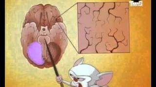 Pinky and the Brain  HersenstamBrainstem Dutch [upl. by Emiolhs795]