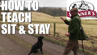 Gundog training tips  Sit and stay [upl. by Balas11]