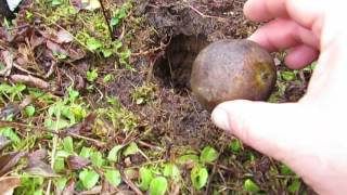 Black Walnut Tree Planted in Memory of Bill Mollison [upl. by Eonak]