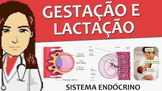 Sistema Endócrino 15  Gestação e Lactação Vídeo aula [upl. by Belia]