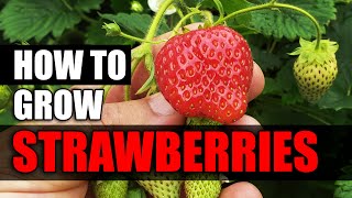 How To Grow Strawberries  The Definitive Guide [upl. by Lorelle280]