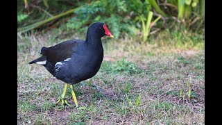 Moorhen Water Bird Calling Sound [upl. by Karia984]