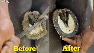 Restoring a Horses Hoof [upl. by Garda]