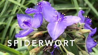 Spiderwort  Florida Native Plants Landscaping [upl. by Gwynne590]