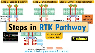 Receptor Tyrosine Kinase  MAPK Pathway [upl. by Columbyne]