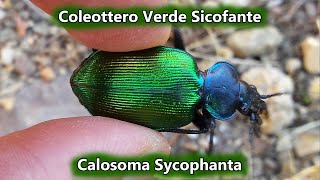 Coleottero Verde Sicofante  Calosoma Sycophanta   02 Giugno 2016  Animali in Sardegna [upl. by Nemrac]