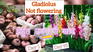 Gladiolus not flowering gardening flowers winterflower vlogsindia [upl. by Filia]