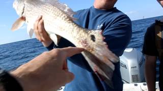 The Fishermens Caught  Fishing Videos Compilation [upl. by Mcspadden]