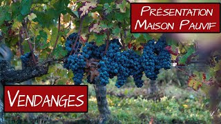 Vendanges et Présentation Maison Pauvif [upl. by Yrelbmik]