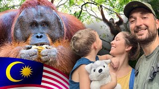 Where to See ORANGUTANS in SARAWAK MALAYSIA  With Kids [upl. by Serle179]