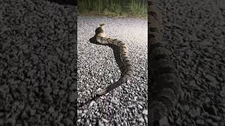 Canebrake rattlesnake [upl. by Heydon]