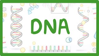 GCSE Biology  What is DNA Structure and Function of DNA 65 [upl. by Eiznyl748]