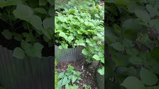 Well Growing Adzuki Beans [upl. by Ted]