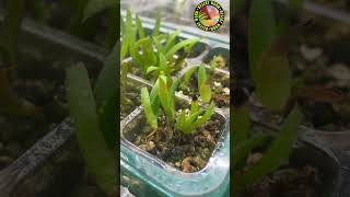 Aloe Alooides open pollination seed germination at 4 months Hydroponics vs Standard [upl. by Bernstein662]