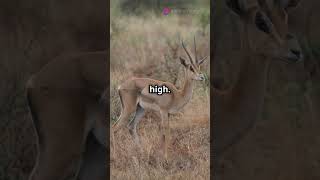 Gerenuk  The Standing Antelope [upl. by Langsdon329]