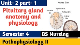 Pituitary gland anatomy amp physiology in hindi  Hormones  structure  functions  locations [upl. by Estus]