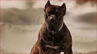 Presa canario strong dog videos compilation 2020 [upl. by Bouzoun682]