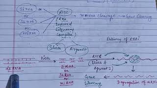 Heterochromatin types formation amp significance chromatin zoologynotes alkaranigupta8791 [upl. by Strander520]