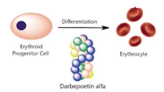 darbepoetin alfa use [upl. by Aihtenak]