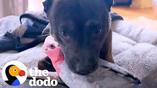 Dog Keeps Hugging His New Parrot Friend  The Dodo [upl. by Annice382]