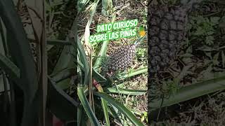 Dato curioso sobre las piñas 🍍 curiosidades naturaleza [upl. by Bowen]