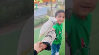 Zoo animals🥰 youtubeshortsfirstvlogdubailifetrendingreelszooanimalsforkids cakezooanimals [upl. by Darrow]