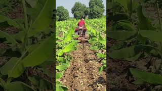 Tractor cultivation in banana farm tractor farmer farm [upl. by Jen]