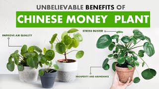 Chinese money plant BENEFITS  How to care for Pilea plant  Pilea plant care  Pilea peperomiodes [upl. by Blight643]