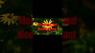 monecious and dioecious plant shortsvideo [upl. by O'Connor]