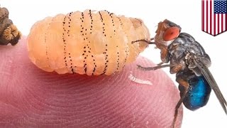 Gruesome video shows Botfly maggots emerge from Harvard researcher’s skin [upl. by Heimlich]