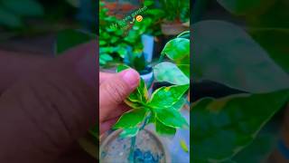 Tips for 😊 PedilanthusDevil 🌱 Backbone  How to Care Devil BackbonePedilanthusTipsviral shorts [upl. by Anahc396]