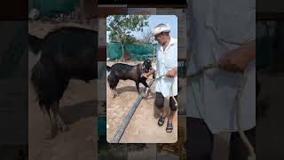 King fo kota bakra sell ke liye change subscribe to goat bestbarkra haryanvi song [upl. by Niveb495]