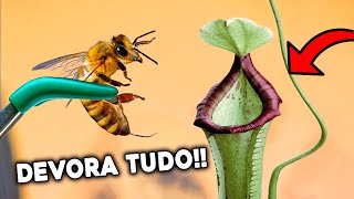 INCRÍVEL Como Essa PLANTA CARNÍVORA Devora Vários INSETOS [upl. by Aiyn648]