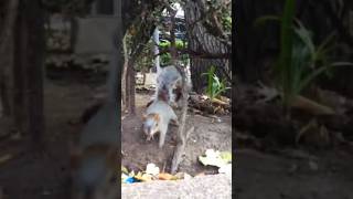 Ardilla salvaje 🐿️ shorts viralvideo alvinylasardillas disney animales zoo [upl. by Kailey]