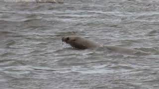 Seagulls Sea lions amp Seals Skeena River March 11 2024 [upl. by Htebesile806]