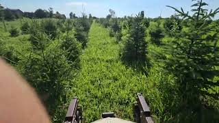 Mowing between Christmas trees with our Grasshopper mower [upl. by Sucramej]