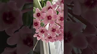 Hoya flowers burmese myanmar flowers flowerplants [upl. by Eelymmij]