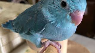 マメルリハの赤ちゃん Pacific parrotlet baby [upl. by Yajeet]