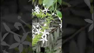 Plumbago zeylanica Plumbaginaceae family nature trending flowers forest [upl. by Hyatt]