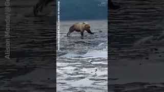 Two massive bears fight as hikers in Alaska watch shorts [upl. by Oisor410]