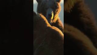 Kodiak Bear Fight bear bears [upl. by Verdie171]