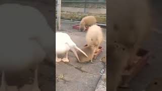 pelican tries to eat capybara and fails miserably [upl. by Dimitry]