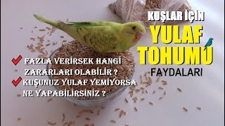 Kuşlar İçin YULAF TOHUMU  Faydaları ve Zararları  Muhabbet KuşuKanaryaHint BülbülüPapağan [upl. by Ecidnarb]