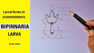 how to draw Bipinnaria larva step by step  Larval forms in ECHINODERMATA  BIPINNARIA LARVA [upl. by Euton49]