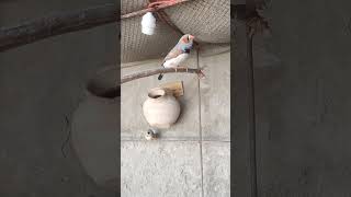 Male Zebra Finch Singing  Beautiful Birdsong [upl. by Singband]