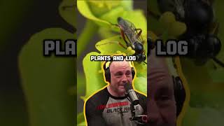 The Bizarre World of Parasitic Wasps A Deep Dive with Forrest Galante and Joe Rogan shorts jre [upl. by Hamner742]