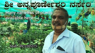 Annapoorneshwari Nursery  Best Nursery  1000 Verities of Plants  Sathish Eregowda  Kannada Vlog [upl. by Shanly]